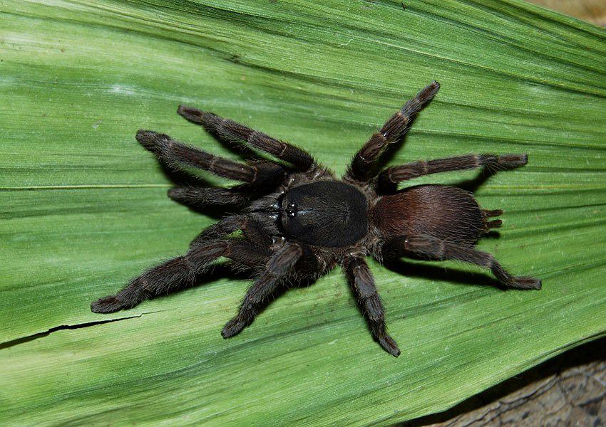Phlogiellus baeri